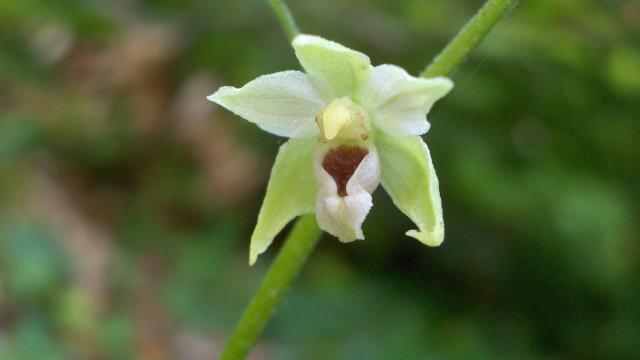 Epipactis Muellerii ©inconnu