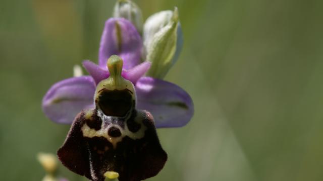 Ophrys Fucciflora Bourdon ©r.baille