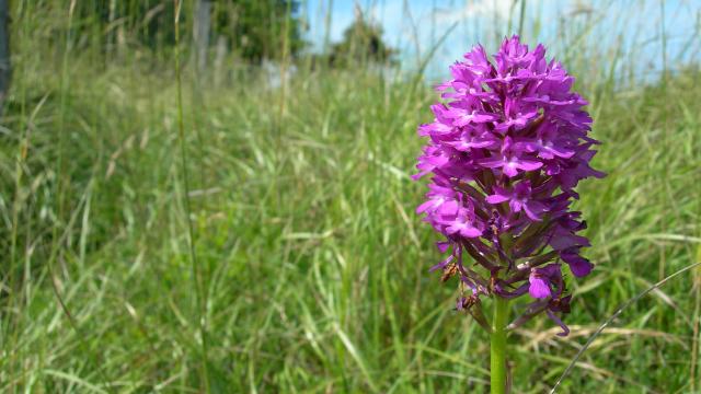 Orchis Pyramidale 2 ©r.baille