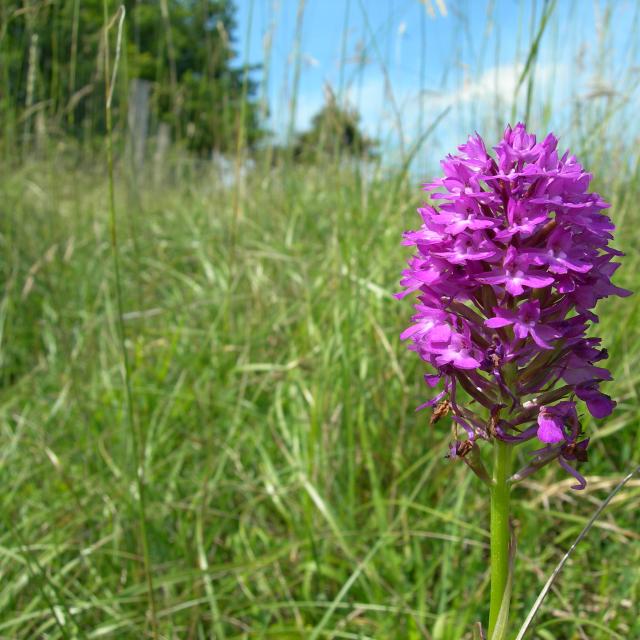 Orchis Pyramidale 2 ©r.baille