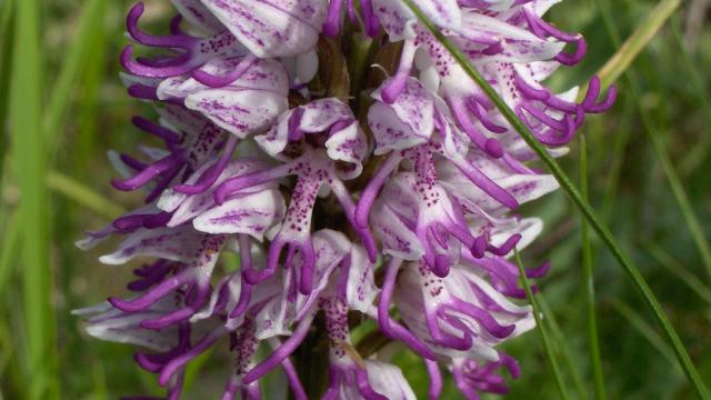 Orchis Simia 7 ©inconnu