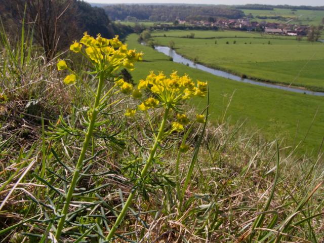 Pelouse Calcaire 1 Autigny La Tour 2 ©p.massit